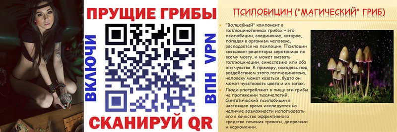 где купить наркоту  Шилка  Псилоцибиновые грибы Cubensis 